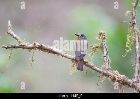 Die White-bellied blauer Fliegenschnäpper (Cyornis Pallipes) kleiner Vogel in der Fliegenfänger Familie Muscicapidae. Endemisch in Western ghats Stockfoto