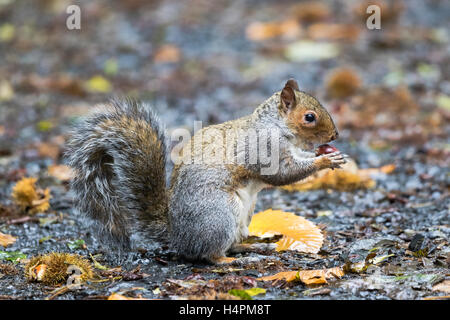 Graue Eichhörnchen auf Nahrungssuche für und Kastanien essen Stockfoto