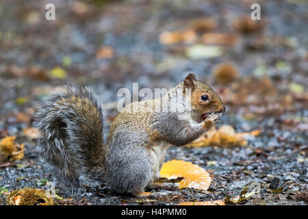 Graue Eichhörnchen auf Nahrungssuche für und Kastanien essen Stockfoto