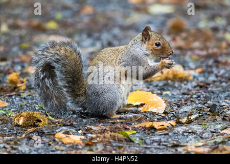 Graue Eichhörnchen auf Nahrungssuche für und Kastanien essen Stockfoto