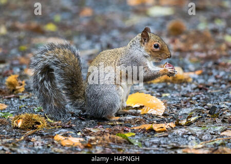 Graue Eichhörnchen auf Nahrungssuche für und Kastanien essen Stockfoto