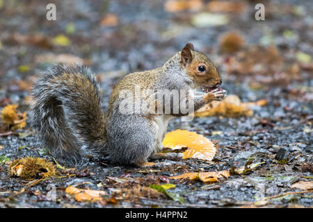 Graue Eichhörnchen auf Nahrungssuche für und Kastanien essen Stockfoto