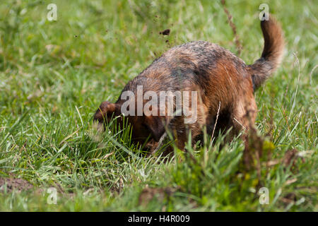 Border Terrier Hund graben Stockfoto