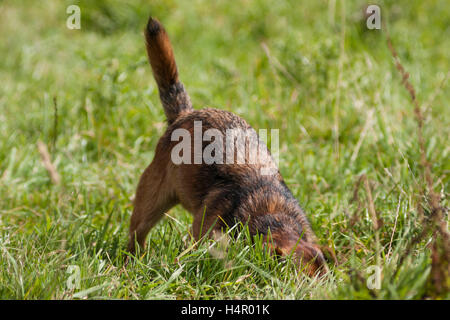 Border Terrier Hund Kopf im Boden Stockfoto