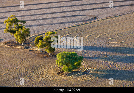 Tiefflug Luftaufnahme von Bäume wachsen in Trockengebieten landwirtschaftlichen Bereich. Stockfoto