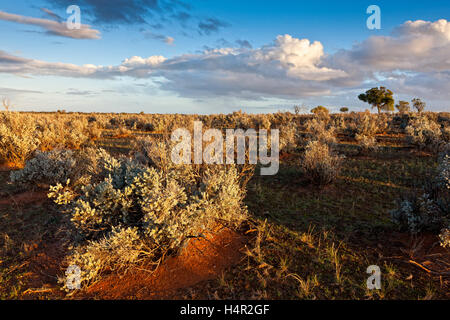 Harte Trockenheit resistente Pflanzen bewohnen ein Großteil der Semi ariden Weideland um Burra in South Australia. Stockfoto