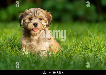 Glückliche kleine Havaneser Welpen Hund sitzt in der Wiese und Blick in die Kamera Stockfoto