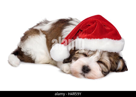 Süße schlafende Havaneser Welpe Hund träumt von Weihnachten Stockfoto