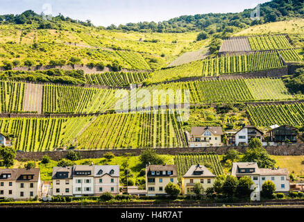 Steile Weinterrassen, Mittelrhein, Rheinland-Pfalz, Deutschland, Europa Stockfoto