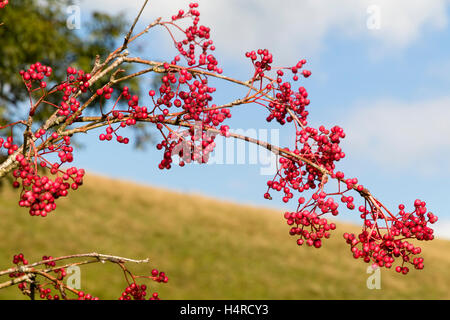 Rosa Beeren beladenen Herbst Zweig der chinesischen Rowan, Sorbus Pseudohupehensis "Rosa Pagode" Stockfoto