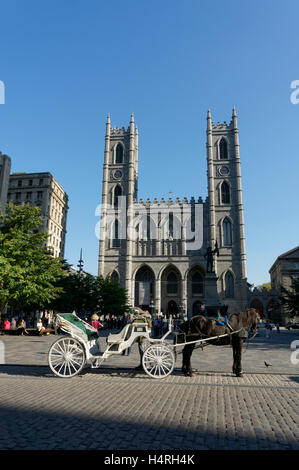 Eine Pferdekutsche oder Caleche vor Place d ' Armes und Notre-Dame-Basilika, Old Montreal, Quebec, Kanada Stockfoto