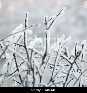 Verschneiten frostigen Äste und Zweige, große detaillierte Raureif Makro Nahaufnahme, sanftes Bokeh Detail, Raureif und Schnee Hintergrund Stockfoto