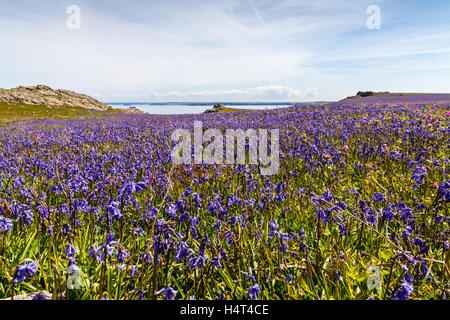 Glockenblumen auf Skomer Island Stockfoto