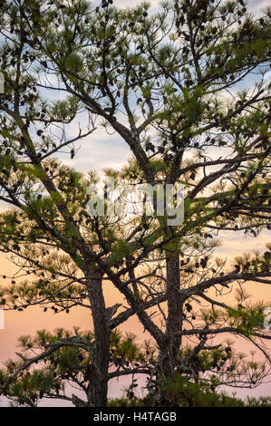 Southern Yellow Pine Tree beladen mit Tannenzapfen im Stone Mountain Park in Atlanta, Georgia, USA. Stockfoto