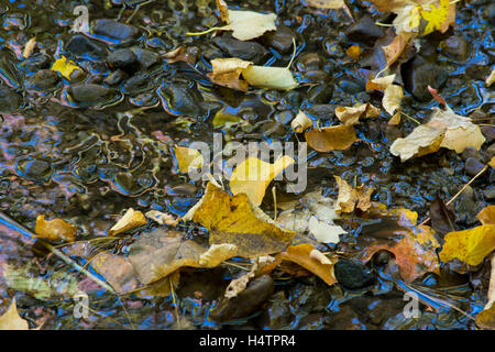 Reflexionen von Herbst in einem Wald Teich. Stockfoto