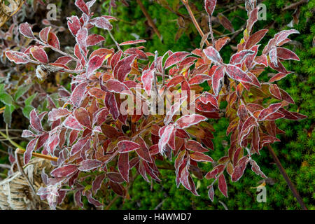 Reif auf Pflanzen an einem kalten Herbstmorgen. Stockfoto