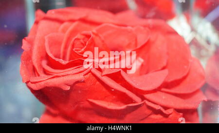 Blütenblätter der Rose, rot, die nicht vergessen werden, mit Erinnerungen an Liebe, die im Herzen begehrten Lüge Stockfoto