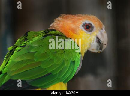 Grüne thighed Papagei (Pionites Leucogaster) aka White bellied Caique Papagei, von hinten gesehen. Heimisch in Südamerika Stockfoto