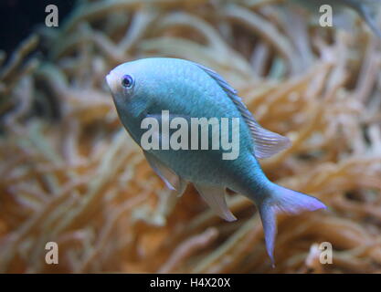 Blau-grüne Riffbarsche, aka (blau) grüne Chromis (Chromis Viridis), ursprünglich aus dem Indo-Pazifik Stockfoto