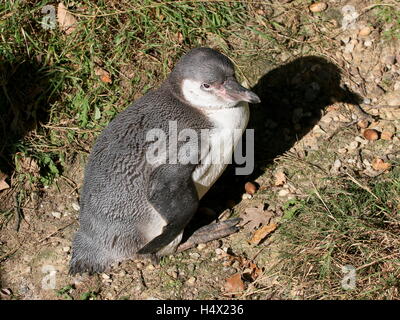 Juvenile südamerikanischen Humboldt-Pinguin (Spheniscus Humboldti), ursprünglich aus Chile und Peru Stockfoto