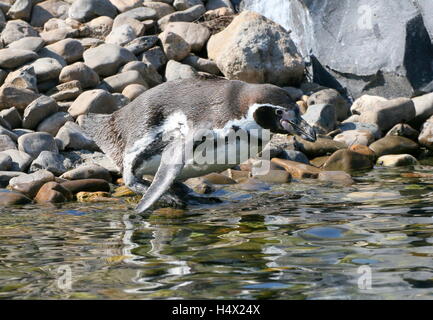 South American Humboldt-Pinguin (Spheniscus Humboldti) vom Ufer ins Wasser tauchen Stockfoto