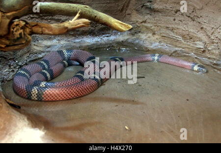 Norden mexikanischen Milch Schlange (Lampropeltis Triangulum) Stockfoto