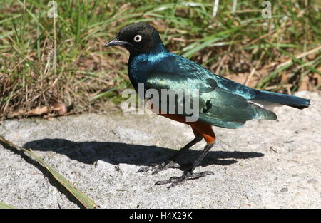 East African Superb Starling (Glanzstare Superbus) auf Nahrungssuche am Boden Stockfoto