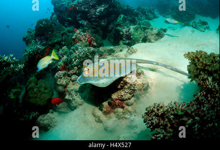 Blau-spotted Stingray (Taeniura Lymma), Rotes Meer, Dschibuti, Afrika Stockfoto