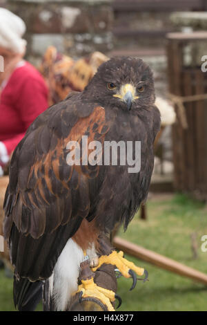 Falknerei-Vorführungen am Berkeley Castle in Gloucestershire, England Stockfoto