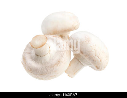 Pilze Champignon isoliert auf weißem Hintergrund Stockfoto