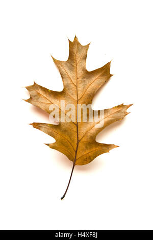 Weißer umgefallen Herbst Blatt einer Eiche auf Stockfoto