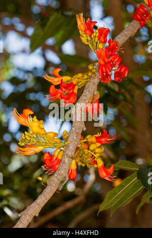Cluster von leuchtend roten, orangefarbenen & gelben Blüten der australische schwarze Bohne Baum, Castanospermum Australe auf Hintergrund der dunklen Blättern Stockfoto