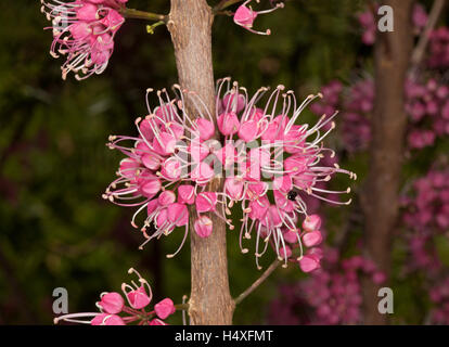 Cluster von ungewöhnlich leuchtend rosa Blüten von Euodia Elleryana, Australian native Korkholz Baum vor einem dunklen Hintergrund Stockfoto