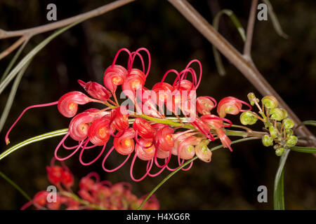 Atemberaubende leuchtend roten Blüten & Blätter der Grevillea Longistyla, Australian Wildflower im natürlichen Lebensraum vor einem dunklen Hintergrund Stockfoto