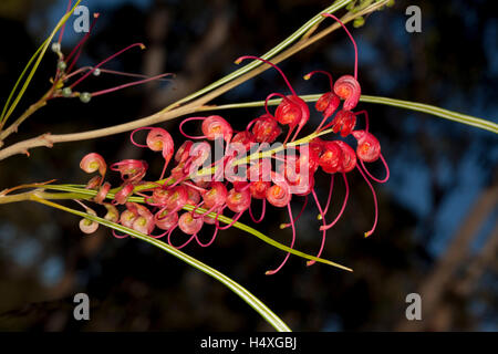 Atemberaubende leuchtend roten Blüten & Blätter der Grevillea Longistyla, Australian Wildflower im natürlichen Lebensraum auf dunklem Hintergrund Stockfoto