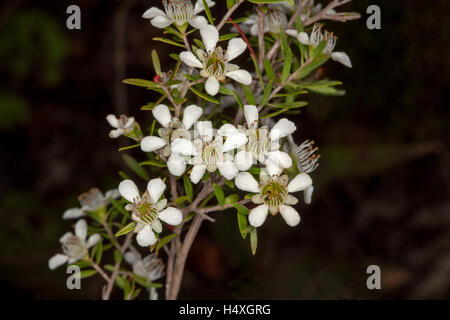 Cluster von weißen Blüten mit grünen Zentren & Blätter der Leptospermum Polygalifolium / Flavescens, Australien Tee Baum auf dunklem Hintergrund Stockfoto