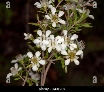 Cluster von weißen Blüten mit grünen Zentren & Blätter der Leptospermum Polygalifolium / Flavescens, Australien Tee Baum auf dunklem Hintergrund Stockfoto