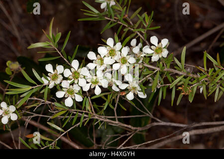 Cluster von weißen Blüten mit grünen Zentren & Blätter der Leptospermum Polygalifolium / Flavescens, Australien Tee Baum auf dunklem Hintergrund Stockfoto