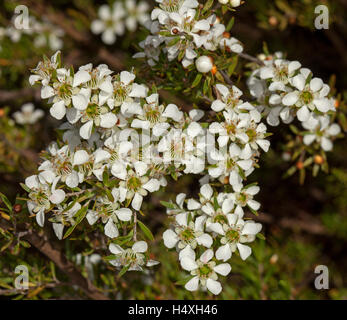 Cluster von weißen Blüten mit grünen Zentren & Blätter der Leptospermum Polygalifolium / Flavescens, Australien Tee Baum auf dunklem Hintergrund Stockfoto