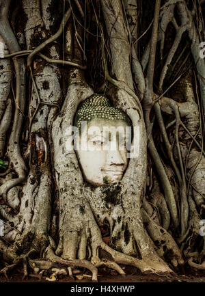 Kopf der Buddha-Statue in Baumwurzeln einbetten. Alten Sandstein Skulptur im Wat Mahathat. Ayutthaya, Thailand. Stockfoto
