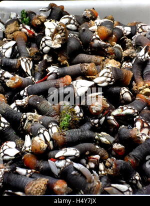 Gans Entenmuscheln, Entenmuschel aus Galizien in Spanien, auf einem frischen Stand in der zentrale Markt von Barcelona. Stockfoto
