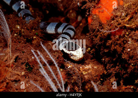 Colubrine Meer Krait, gebändert Meer Krait oder gelb-lippige Meer Krait (Laticauda Colubrina) Bali, Indischer Ozean, Indoesia Stockfoto