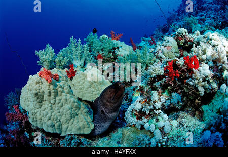 Riesen Muräne (Gymnothorax Javanicus) am Korallenriff, Marsa Alam, Rotes Meer, Ägypten, Afrika Stockfoto