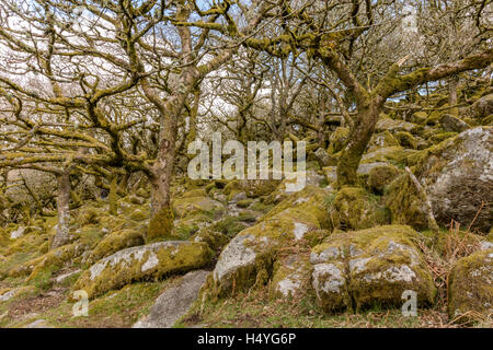 Alten Eichen in Wistmans Wood, Dartmoor National Park, Devon, Großbritannien Stockfoto