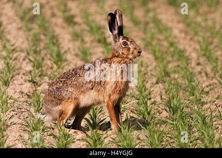 Feldhase oder brauner Hase (Lepus Europaeus) (Lepus Europaeus) in einem Feld Stockfoto