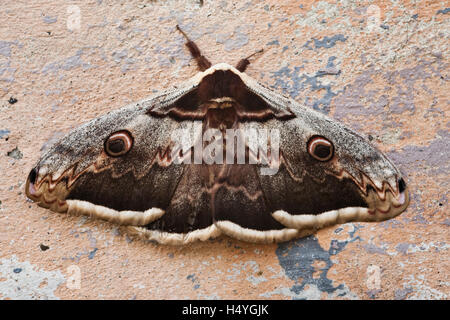 Große Kaiser-Motte (Saturnia Pyri) Stockfoto