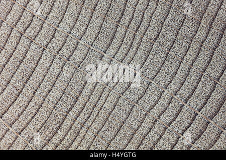 Buche, Buchenholz, poliert, Querschnitt des Rumpfes, Mikrophotographie, verdoppelt, einfallendes Licht Stockfoto