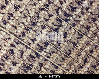 Eiche, Eichenholz, poliert, Querschnitt des Rumpfes, Mikrophotographie, verdoppelt, einfallendes Licht Stockfoto