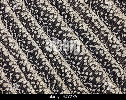 Robinie, Robinia Holz, poliert, Querschnitt des Rumpfes, Mikrophotographie, verdoppelt, einfallendes Licht Stockfoto