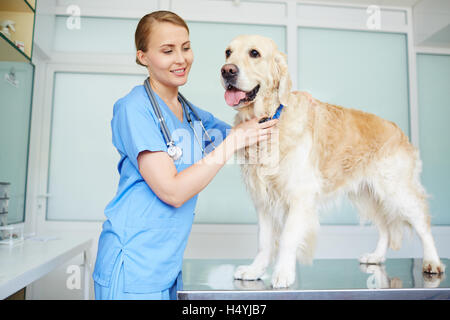 Glückliche junge Arzt arbeitet in Tierklinik Stockfoto